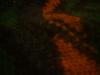 <img100*0:stuff/z/169023/cloth%252042/i1259862376_33.jpg>