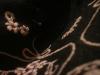 <img100*0:stuff/z/169023/cloth%252083/i1259862449_37.jpg>