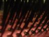 <img100*0:stuff/z/169023/cloth42/i1259884865_15.jpg>