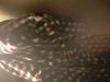 <img100*0:stuff/z/169023/clothhd/i1263583957_12.jpg>