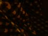 <img100*0:stuff/z/169023/clothhd/i1263583958_41.jpg>