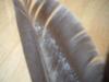 <img100*0:stuff/z/169023/feathers20/i1258577762_1.jpg>