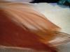 <img100*0:stuff/z/169023/feathers20/i1258577762_4.jpg>