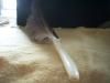<img100*0:stuff/z/169023/feathers20/i1258577762_5.jpg>