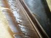 <img100*0:stuff/z/169023/feathers20/i1258577762_6.jpg>