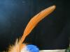 <img100*0:stuff/z/169023/feathers20/i1258577762_7.jpg>