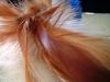 <img100*0:stuff/z/169023/feathers20/i1258577763_10.jpg>