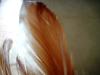 <img100*0:stuff/z/169023/feathers20/i1258577763_12.jpg>