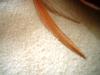 <img100*0:stuff/z/169023/feathers20/i1258577763_13.jpg>