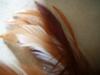 <img100*0:stuff/z/169023/feathers20/i1258577763_15.jpg>