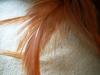 <img100*0:stuff/z/169023/feathers20/i1258577763_16.jpg>