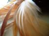 <img100*0:stuff/z/169023/feathers20/i1258577763_18.jpg>