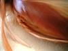 <img100*0:stuff/z/169023/feathers20/i1258577763_20.jpg>