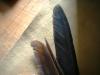 <img100*0:stuff/z/169023/feathers20/i1258577763_9.jpg>
