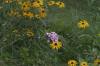 <img100*0:stuff/z/169023/floweers/i1249062059_2.jpg>