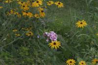<img200*0:stuff/z/169023/floweers/i1249062059_2.jpg>