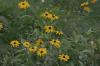 <img100*0:stuff/z/169023/floweers/i1249062059_4.jpg>