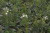 <img100*0:stuff/z/169023/floweers/i1249062059_5.jpg>