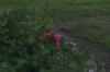 <img100*0:stuff/z/169023/floweers/i1249062059_7.jpg>