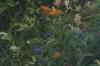 <img100*0:stuff/z/169023/floweers/i1249062059_8.jpg>
