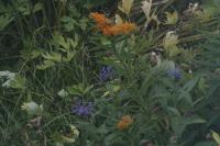 <img200*0:stuff/z/169023/floweers/i1249062059_8.jpg>