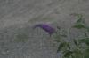 <img100*0:stuff/z/169023/floweers/i1249062059_9.jpg>