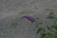 <img200*0:stuff/z/169023/floweers/i1249062059_9.jpg>