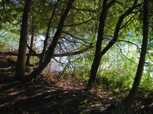 <img300*0:stuff/z/169023/green%2520lakes%25202/i1248133278_8.jpg>