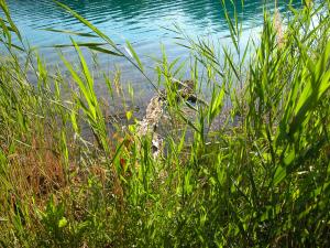 <img300*0:stuff/z/169023/green%2520lakes%25202/i1248133278_9.jpg>