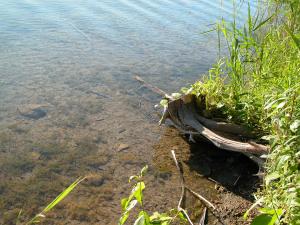 <img300*0:stuff/z/169023/green%2520lakes%25202/i1248133281_39.jpg>