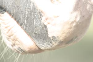 <img300*0:stuff/z/169023/horse%2520stock%25202/i1249083076_1.jpg>