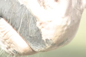 <img300*0:stuff/z/169023/horse%2520stock%25202/i1249083076_2.jpg>
