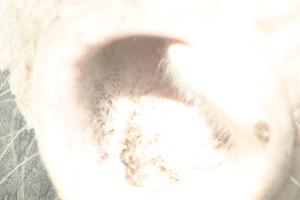 <img300*0:stuff/z/169023/horse%2520stock%25202/i1249083076_4.jpg>