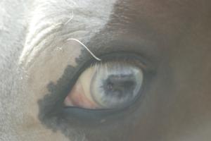 <img300*0:stuff/z/169023/horse%2520stock%25202/i1249083076_5.jpg>