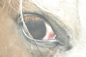 <img300*0:stuff/z/169023/horse%2520stock%25202/i1249083076_6.jpg>