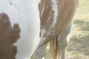 <img300*0:stuff/z/169023/horse%2520stock%25202/i1249083076_7.jpg>