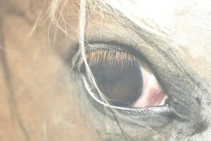 <img300*0:stuff/z/169023/horse%2520stock%25202/i1249083076_8.jpg>