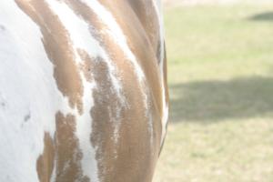 <img300*0:stuff/z/169023/horse%2520stock%25202/i1249083076_9.jpg>