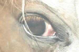 <img300*0:stuff/z/169023/horse%2520stock%25202/i1249083077_10.jpg>