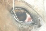 Horse Stock