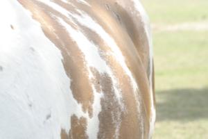 <img300*0:stuff/z/169023/horse%2520stock%25202/i1249083077_11.jpg>