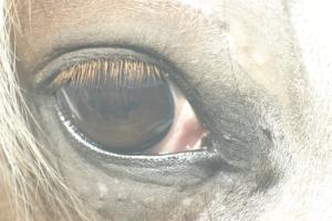 <img300*0:stuff/z/169023/horse%2520stock%25202/i1249083077_12.jpg>