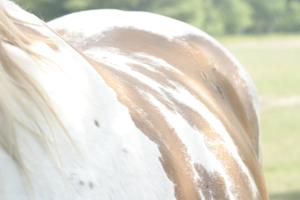 <img300*0:stuff/z/169023/horse%2520stock%25202/i1249083077_13.jpg>