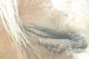 <img300*0:stuff/z/169023/horse%2520stock%25202/i1249083077_14.jpg>