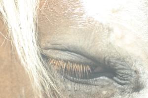 <img300*0:stuff/z/169023/horse%2520stock%25202/i1249083077_15.jpg>