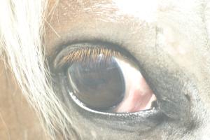 <img300*0:stuff/z/169023/horse%2520stock%25202/i1249083077_16.jpg>