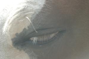<img300*0:stuff/z/169023/horse%2520stock%25202/i1249083077_17.jpg>