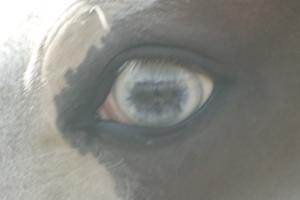 <img300*0:stuff/z/169023/horse%2520stock%25202/i1249083077_18.jpg>