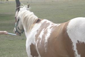 <img300*0:stuff/z/169023/horseehy/i1249086178_1.jpg>