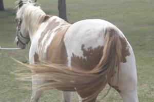<img300*0:stuff/z/169023/horseehy/i1249086178_2.jpg>